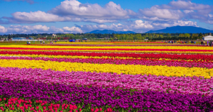 skagit-Tulip_festival-wikimedia-commons.png