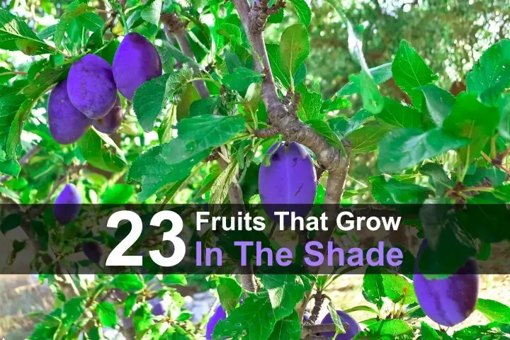 23-fruits-that-grow-in-the-shade-wide-1.jpg