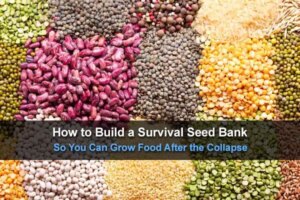 how-to-build-a-survival-seed-bank-so-you-can-grow-food-after-the-collapse-wide-1.jpg