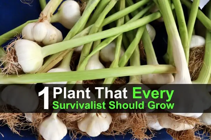 1-plant-that-every-survivalist-should-grow-wide-1.jpg