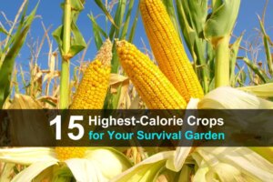 15-highest-calorie-crops-for-your-survival-garden-wide-1-1.jpg