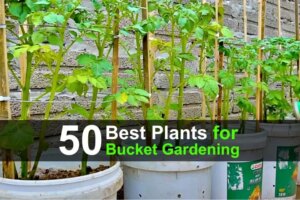 50-best-plants-for-bucket-gardening-wide-1.jpg