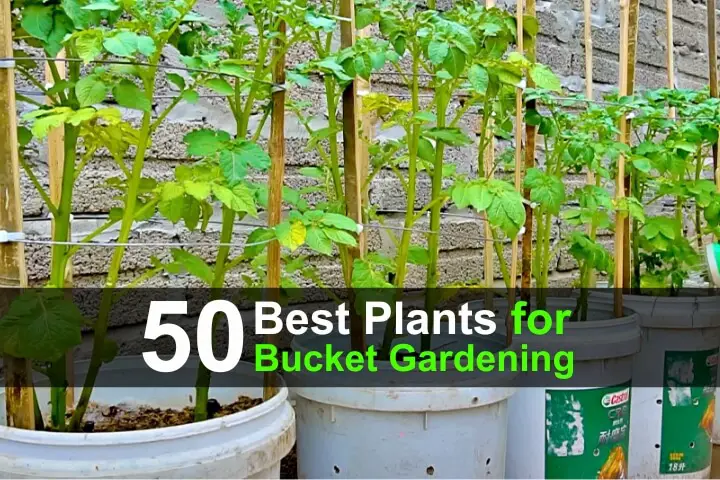 50-best-plants-for-bucket-gardening-wide-1.jpg