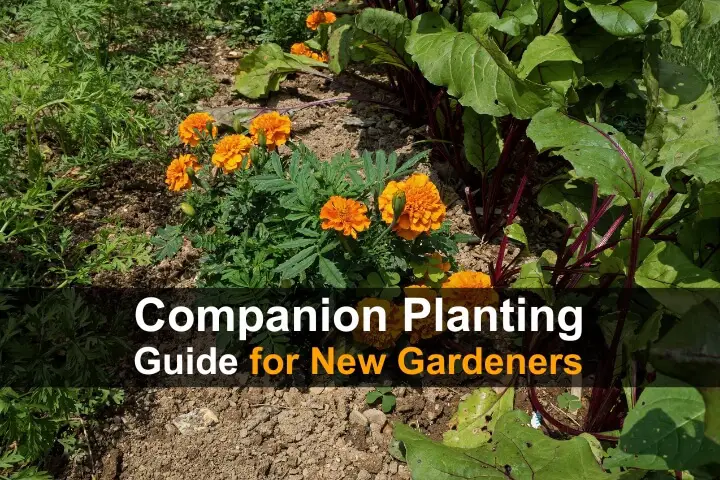 companion-planting-guide-for-new-gardeners-wide-1.jpg