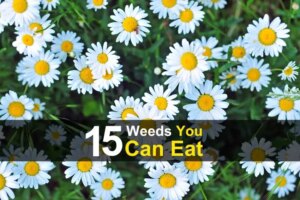 15-weeds-you-can-eat-wide-1.jpg