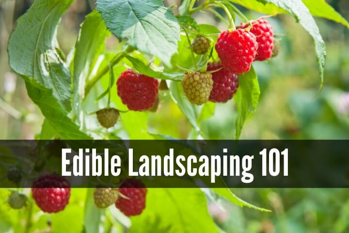 edible-landscaping-101-wide-1.jpg