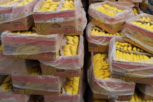 bananas-boxes.jpg