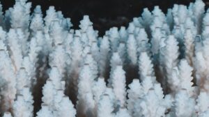 bleached-coral.jpg