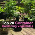 High 20 Container Gardening Greens