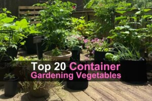 top-20-container-gardening-vegetables-wide-1.jpg