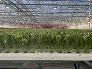 Hortiplan-Press-Release-Image.jpg