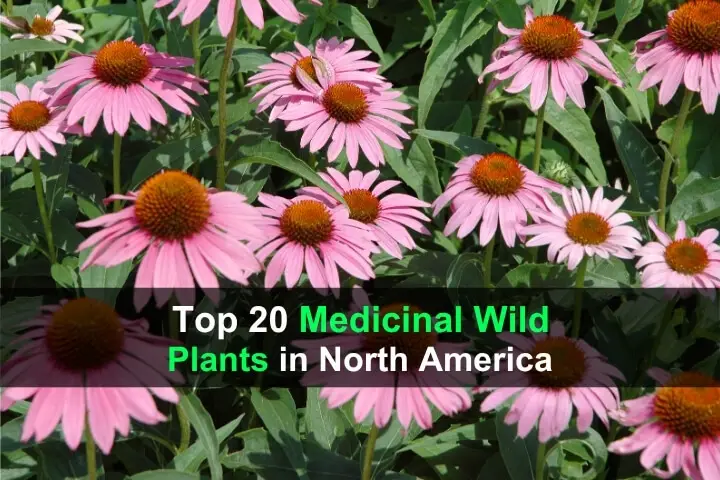 top-20-medicinal-wild-plants-in-north-american-wide-1.jpg