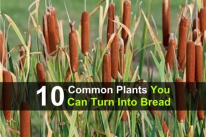 10-common-plants-you-can-turn-into-bread-wide-1.jpg